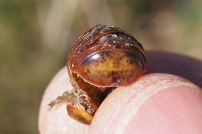 Loboglomeris rugifera