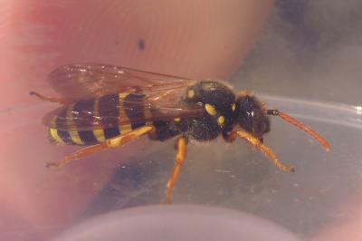 Nomada