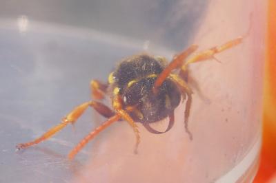 Nomada