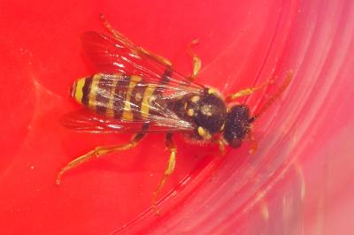 Nomada