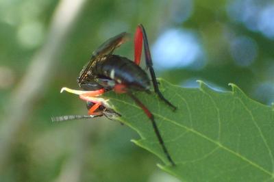 Macrophya diversipes