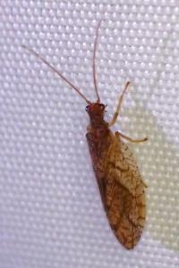Micromus angulatus