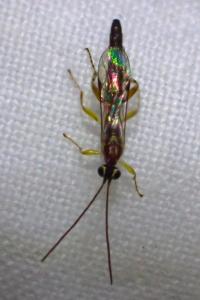 Tromatobia lineatoria