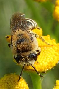 Colletes