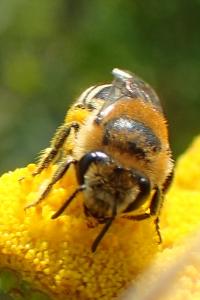 Colletes