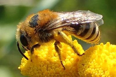 Colletes