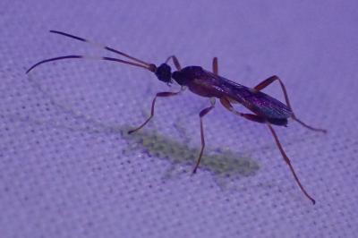 Aleiodes