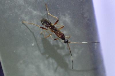 Aleiodes