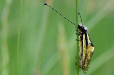 Libelloides coccajus