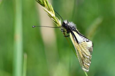 Libelloides coccajus