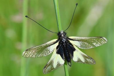 Libelloides coccajus