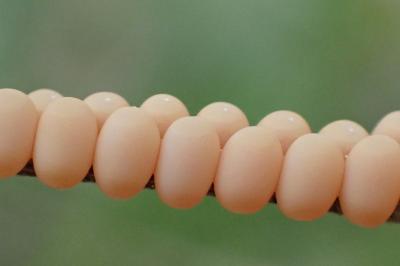 Libelloides coccajus