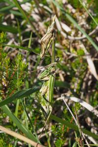 Empusa pennata