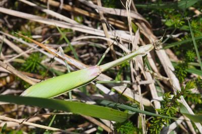 Empusa pennata