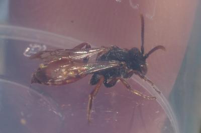 Nomada