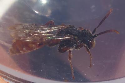 Nomada