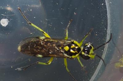 Rhogogaster
