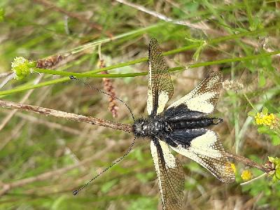 Libelloides coccajus
