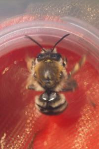 Apidae