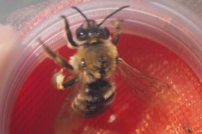 Apidae