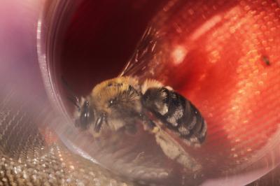 Apidae