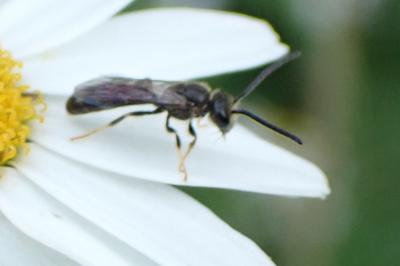 Lasioglossum