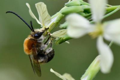 Eucera nigrescens