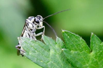 Pachyprotasis rapae