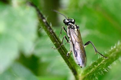 Pachyprotasis rapae