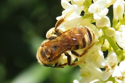 Halictus scabiosae
