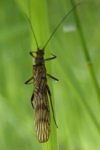 Brachyptera risi