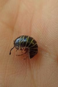 Glomeris marginata
