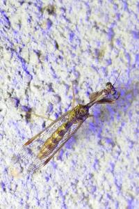Mantispa styriaca