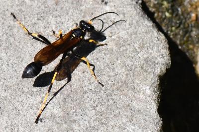 Sceliphron caementarium