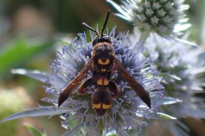 Leucospis sinensis