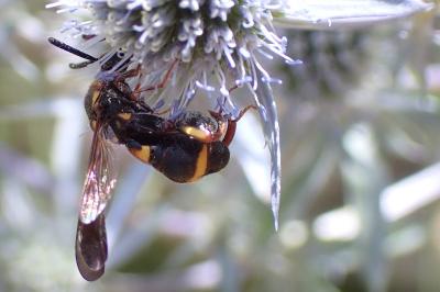 Leucospis sinensis