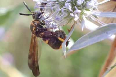 Leucospis sinensis