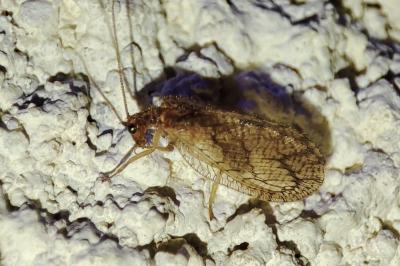 Micromus angulatus