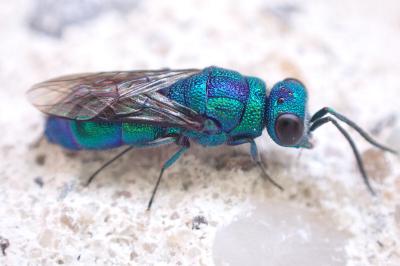Chrysis indigotea