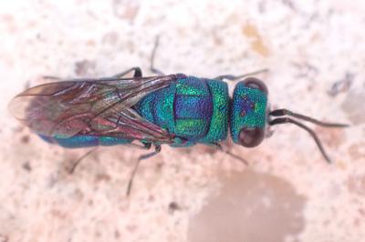 Chrysis indigotea