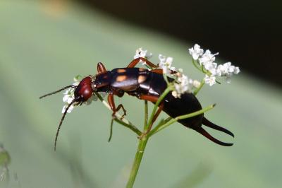 Anechura bipunctata