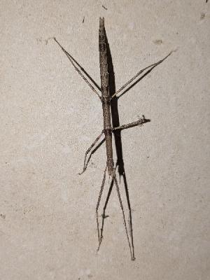 Clonopsis gallica