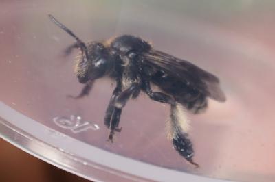 Macropis europaea