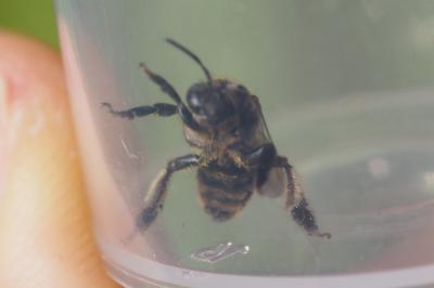 Macropis europaea