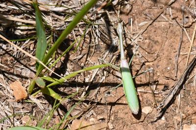 Empusa pennata
