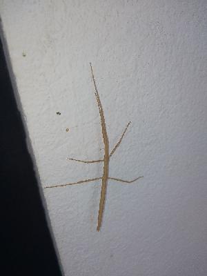 Clonopsis gallica