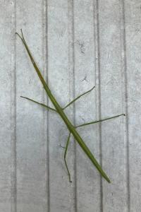 Clonopsis gallica