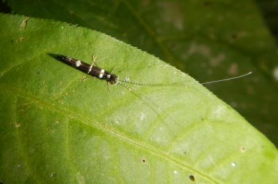 Leptocerus interruptus