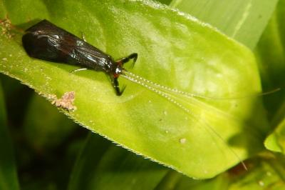 Mystacides azureus