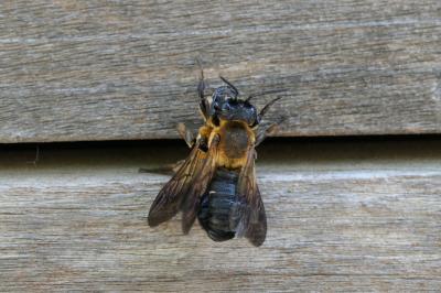 Megachile sculpturalis